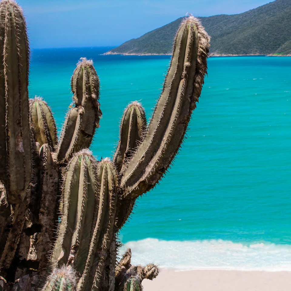 Cacto em primeiro plano diante de uma praia de água turquesa
